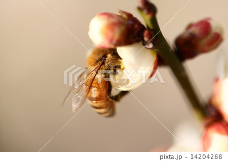 【春の白梅にとまる蜜蜂】 【春の白梅にとまる蜜蜂】 14204268