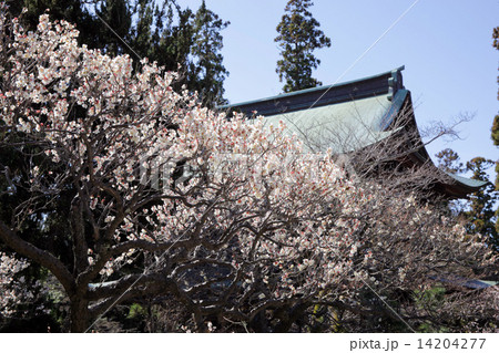 鎌倉・円覚寺風景 14204277