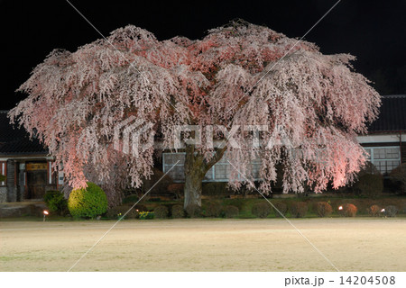 杵原学校枝垂桜4 杵原学校枝垂桜4 14204508