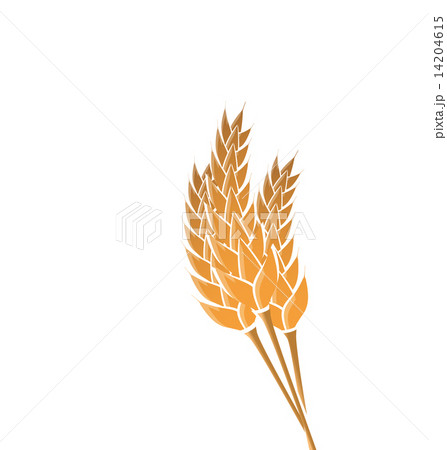 Ears of wheat isolated on white background 14204615