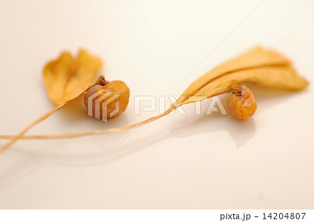 オハツキイチョウ11月-14：長野県北アルプス山麓大町市 14204807