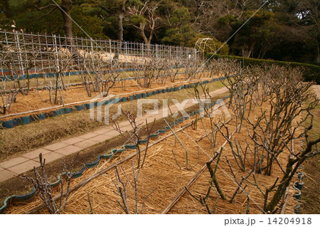 春を待つ冬剪定後のバラ園 春を待つ冬剪定後のバラ園 14204918