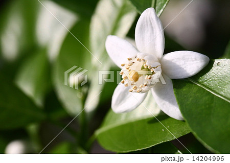 【シークヮーサーの花】 【シークヮーサーの花】 14204996