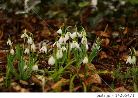 スノードロップ 14205471