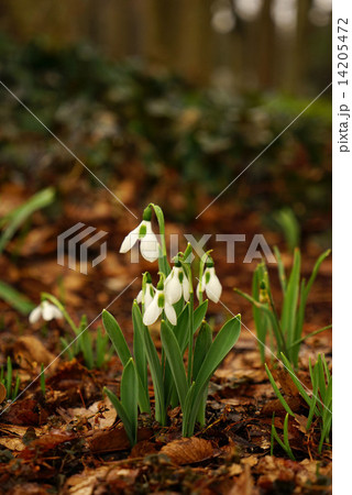 スノードロップ 14205472