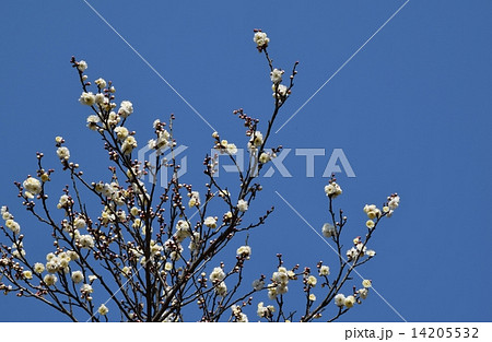 ウメの花 雪月花 ウメの花 雪月花 14205532