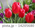 チューリップ 14205680