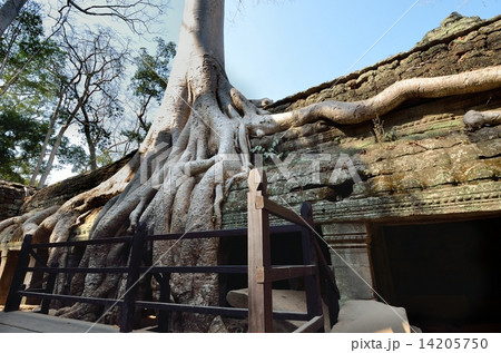 スポアン絡まるタ・プローム寺院 スポアン絡まるタ・プローム寺院 14205750