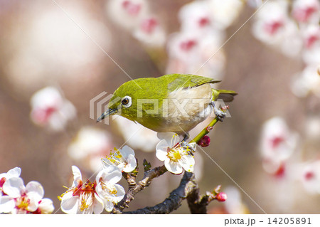 メジロと梅の花 メジロと梅の花 14205891
