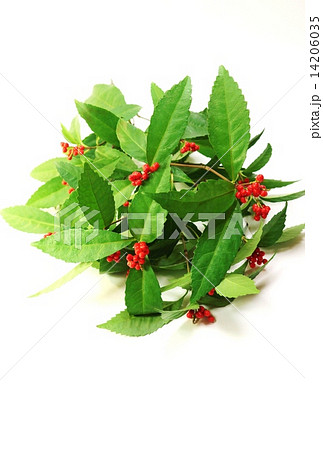 年賀素材・千両の実と葉・白バック球形縦位置 14206035