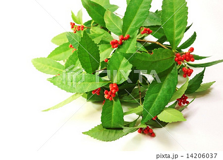 年賀素材・千両の実と葉・白バック球形横位置 14206037