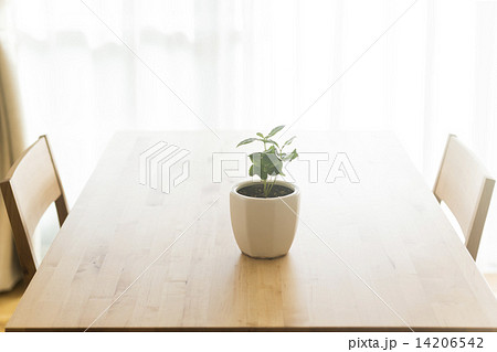 テーブルの上にある観葉植物の写真素材