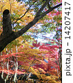 カラフルな紅葉 14207417