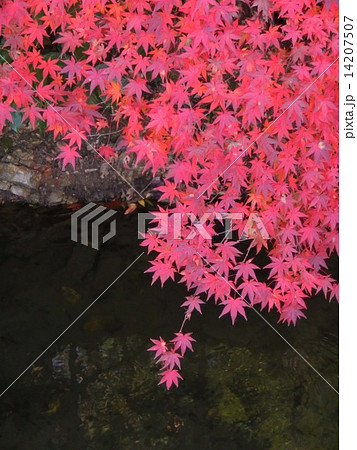 哲学の道の紅葉 14207507