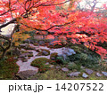 紅葉の庭 14207522
