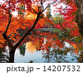 紅葉の池庭 14207532