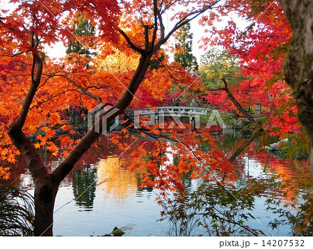 紅葉の池庭 紅葉の池庭 14207532