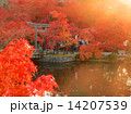 紅葉の池庭 14207539