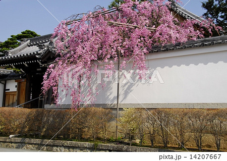 京都西翁院界隈の桜風景 14207667