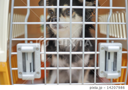 ケージの犬 14207986