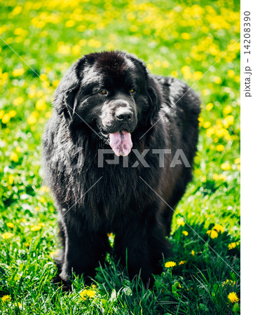 Black Newfoundland Dog Summer Meadow. Outdoor Full Length Portra Black Newfoundland Dog Summer Meadow. Outdoor Full Length Portra 14208390