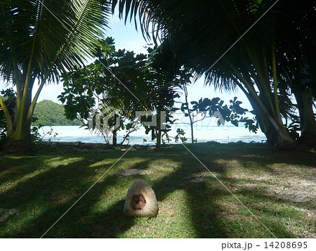 パラオ・カープ島の南国風景と椰子の実 14208695