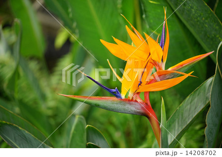 極楽鳥花 14208702