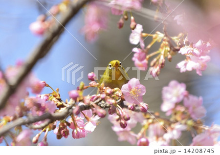 桜とメジロ 14208745