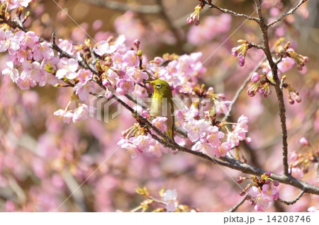 桜とメジロ 14208746