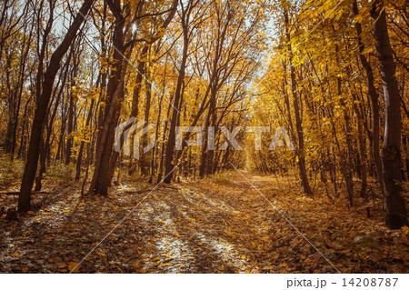 Sunset in the autumn forest 14208787