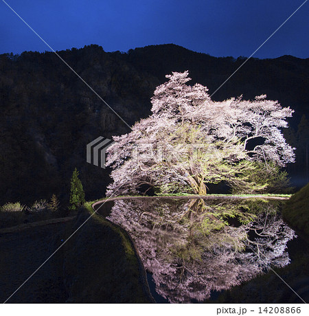 【長野県】駒つなぎの桜 【長野県】駒つなぎの桜 14208866