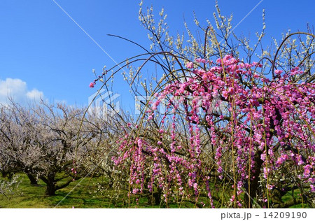枝垂れ紅梅 枝垂れ紅梅 14209190