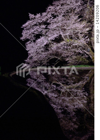 駒つなぎの桜3 駒つなぎの桜3 14209206
