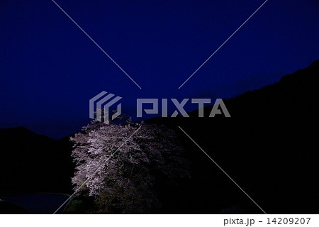 駒つなぎの桜４ 14209207