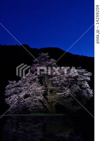 駒つなぎの桜６ 14209209