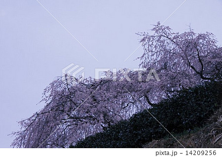 愛知県岡崎市奥山田のしだれ桜 の写真素材