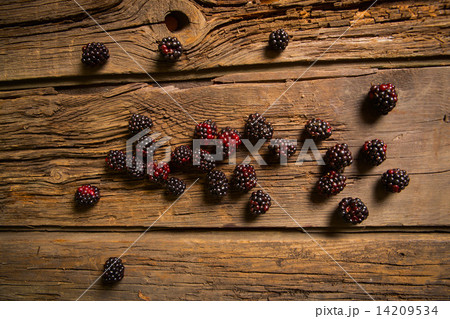 Sweet fresh  blackberry in the wood bawl 14209534