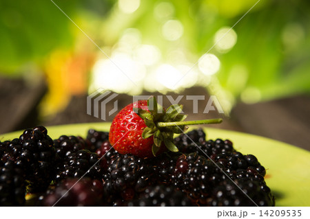 Collection of wild berries and strawberry 14209535