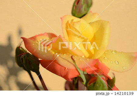 雨上がりの花 雨上がりの花 14210139