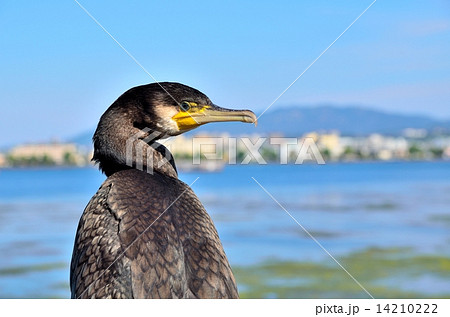 ウミウ ウミウ 14210222