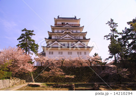 福山城の咲く桜 14210294