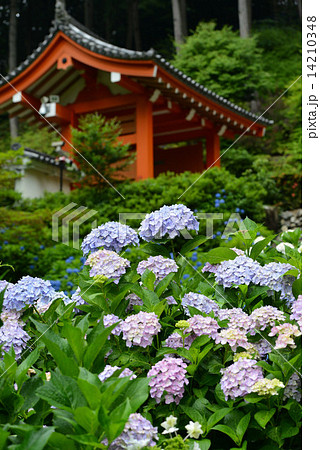 三室戸寺紫陽花庭園 14210348