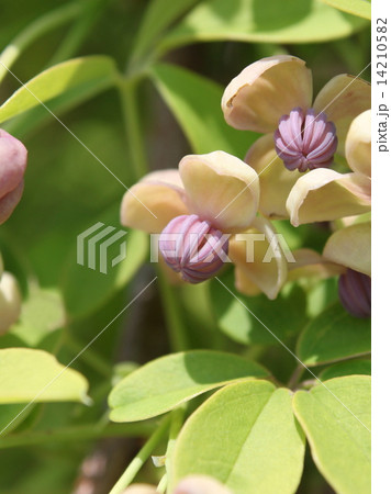 アケビの花（雄花） 14210582