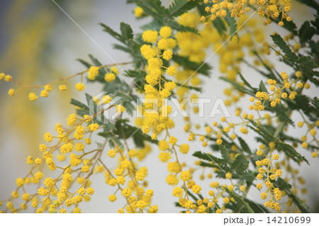 フサアカシアの黄色い花 フサアカシアの黄色い花 14210699