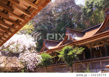 吉野水分神社（奈良県　吉野山）に咲く桜 14210774