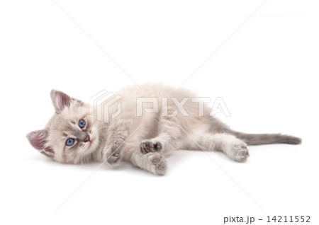kitten 14211552