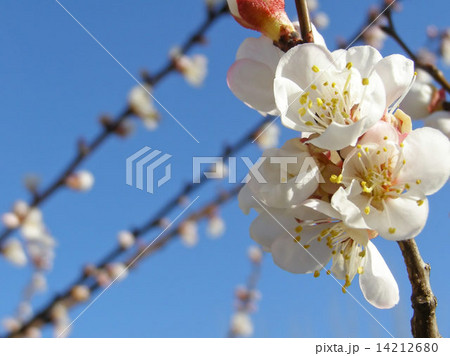 Fruit tree flowers 14212680