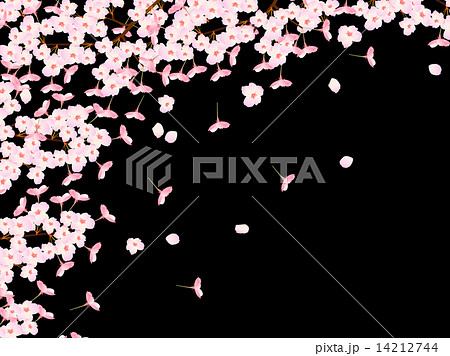 桜 花 背景のイラスト素材