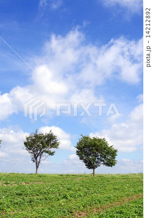 明るく晴れた爽やかな夏の東北、草原の丘 明るく晴れた爽やかな夏の東北、草原の丘 14212892