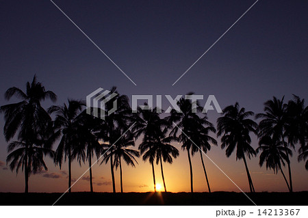 Sunset against Palm Trees Sunset against Palm Trees 14213367